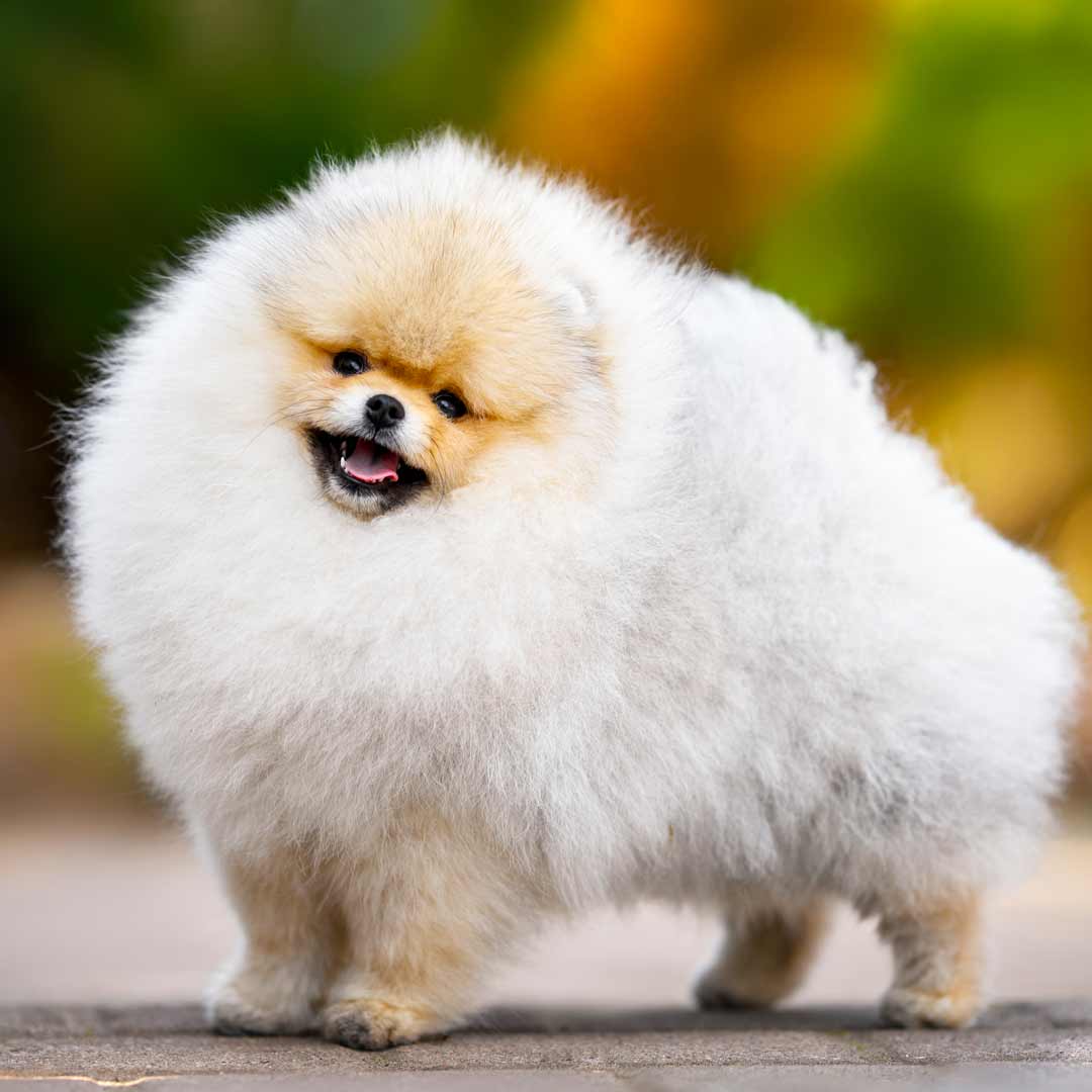pomeranian